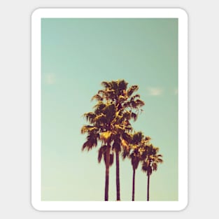 Palm trees, Tropical landscape palms, Sky, Nature print Sticker